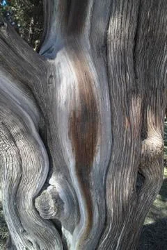 Texture of an old tree Stock Photos