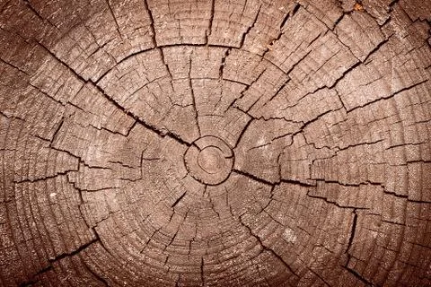 The texture of an old tree Stock Photos