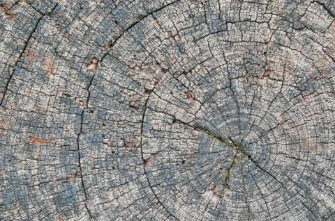 Texture of the old tree Stock Photos