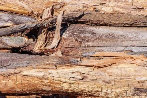 Texture of an old tree. Stock Photos