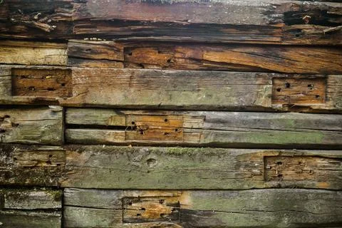 The texture of an old tree. Stock Photos