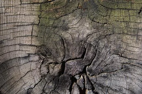 Texture of an old tree Foto stock