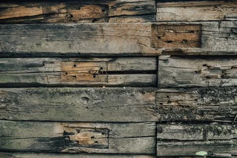 The texture of an old tree. Foto stock