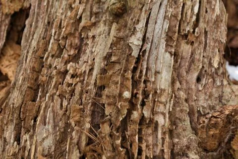 Texture of an old tree. Pine brown stump with pronounced coarse texture of an Stock Photos