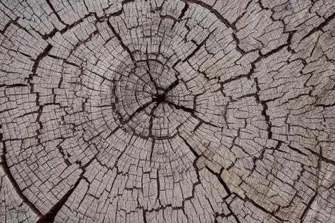 The texture of the old tree with rings Stock Photos