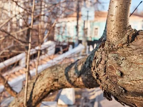 Texture old tree sawn branch. Winter sunny day Stock-Fotos