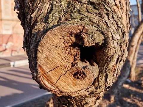 Texture old tree sawn branch. Winter sunny day 스톡 사진