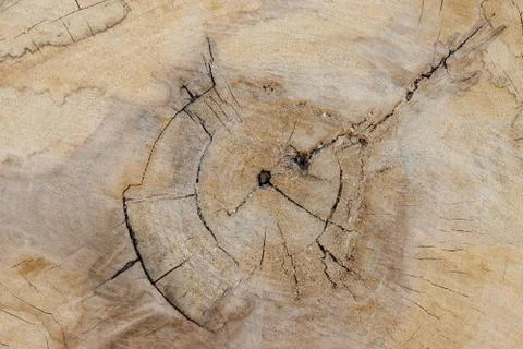 The texture of an old tree sawn by a saw. Stock Photos