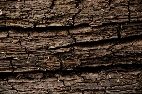 The texture of an old tree soaked in the river. Foto stock