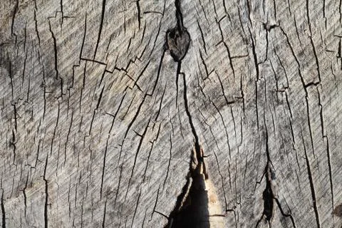 Texture of old tree stump. Stock Photos