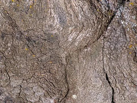 The texture of an old tree stump Stock Photos