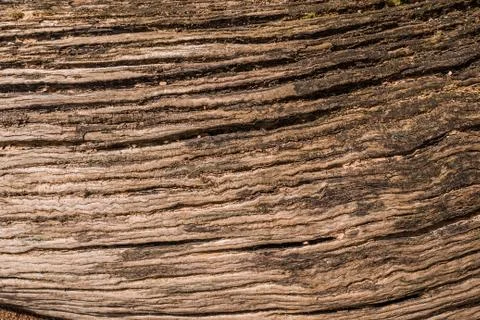 Texture of an old tree thrown ashore from the sea Foto stock