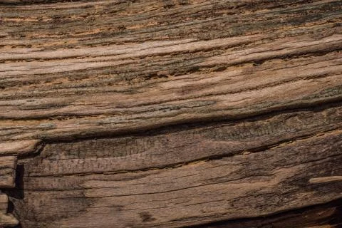 Texture of an old tree thrown ashore from the sea Stock-Fotos