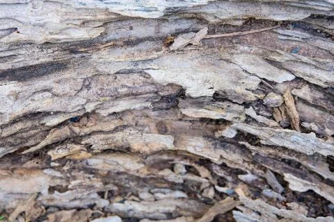 The texture of old tree trunk gray and brown Stock Photos