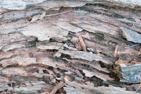 The texture of old tree trunk gray and brown Stock Photos