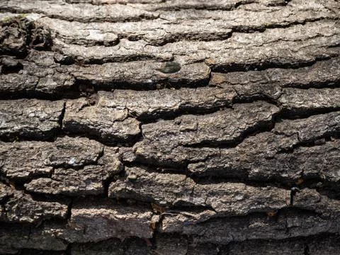Texture of old tree trunk in nature Stock Photos