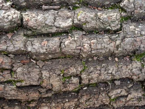 Texture of old tree trunk in nature Stock Photos