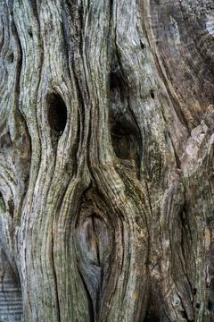 Texture of an old tree trunk. Foto stock