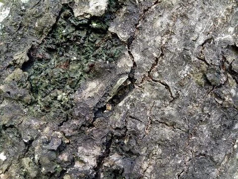 The texture of an old tree trunk with some cracks in the bark 스톡 사진