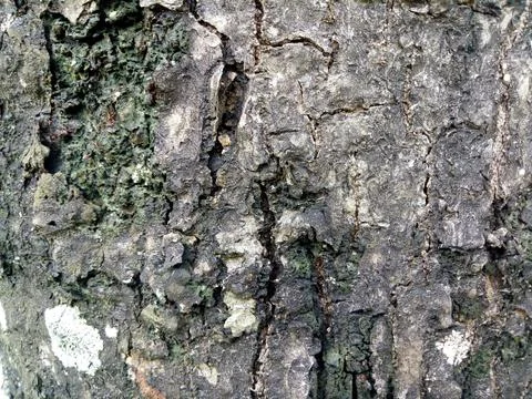 The texture of an old tree trunk with some cracks in the bark 스톡 사진