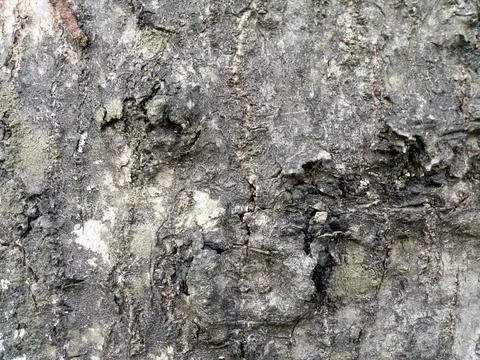 The texture of an old tree trunk with some cracks in the bark 스톡 사진