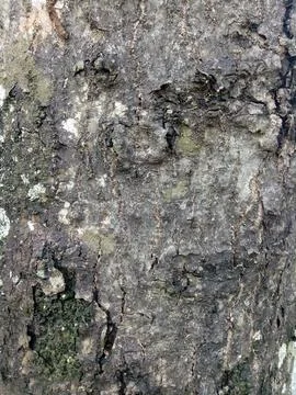 The texture of an old tree trunk with some cracks in the bark 写真素材
