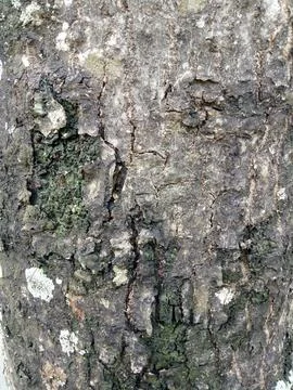 The texture of an old tree trunk with some cracks in the bark Foto stock