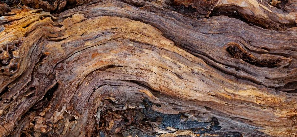 Texture of an old tree trunk washed up in ocean Stock Photos