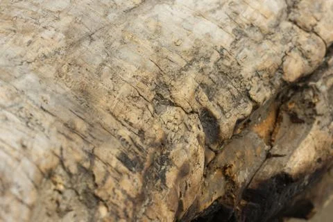 Texture of an old tree without bark. Stock Photos
