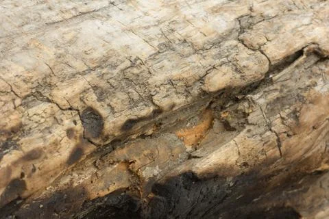 Texture of an old tree without bark. Stock Photos