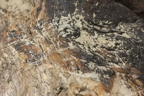 Texture of an old tree without bark. Stock Photos