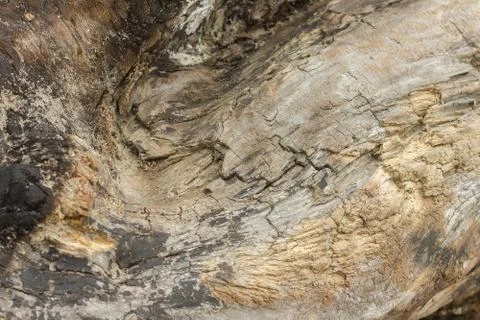 Texture of an old tree without bark. Stock Photos