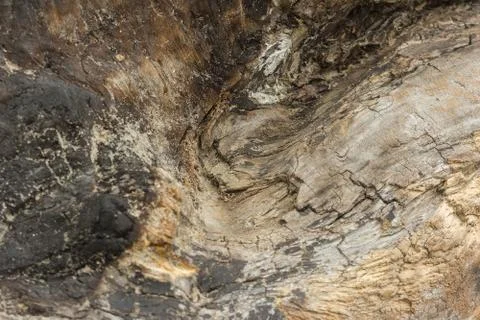 Texture of an old tree without bark. Stock Photos