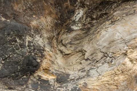 Texture of an old tree without bark. Stock Photos