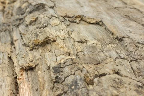 Texture of an old tree without bark. Stock Photos