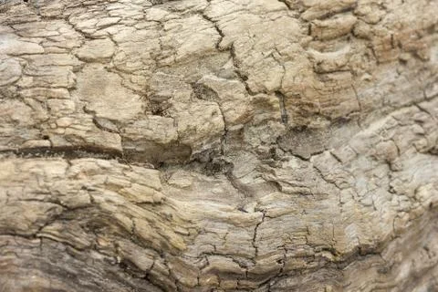 Texture of an old tree without bark. Stock Photos