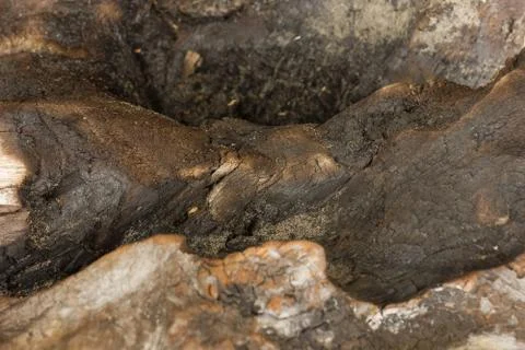 Texture of an old tree without bark. Stock Photos