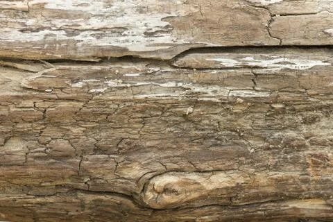 Texture of an old tree without bark. Stock Photos