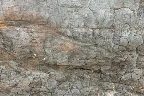Texture of an old tree without bark. Stock Photos