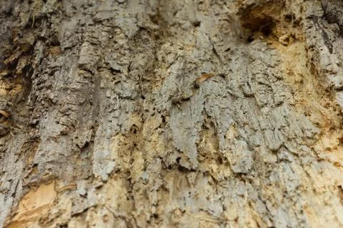 Texture of an old tree without bark. Stock Photos