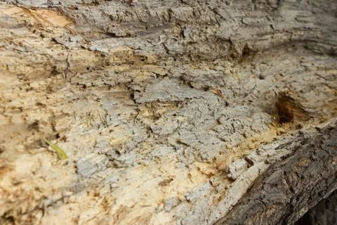 Texture of an old tree without bark. Stock Photos