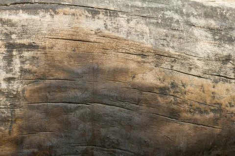 Texture of an old tree without bark. Stock Photos