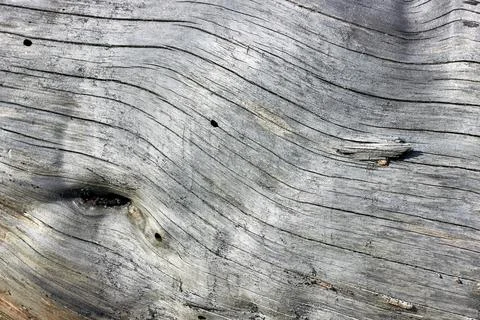 The texture of an old tree without bark Stock Photos