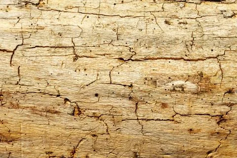Texture of an old tree without bark with holes from pests Stock Photos