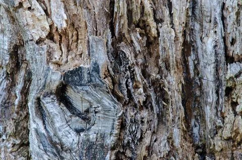 Texture of an old tree without bark. close-up Foto stock