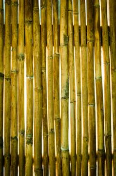 Texture of old wall bamboo Stock Photos