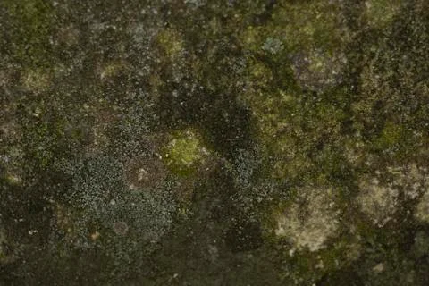 Texture old wall brick moldy moss green 스톡 사진