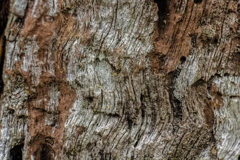 The texture of an old weathered tree bark; focus stacked macrophotography cap Stock Photos