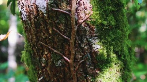 Texture of old wood, bark with green moss spots under the sunlight Stock Footage 230100512