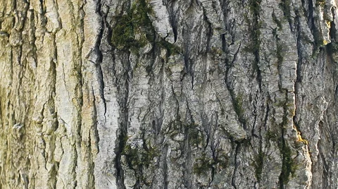 The texture of old wood. Stock Footage 42463271